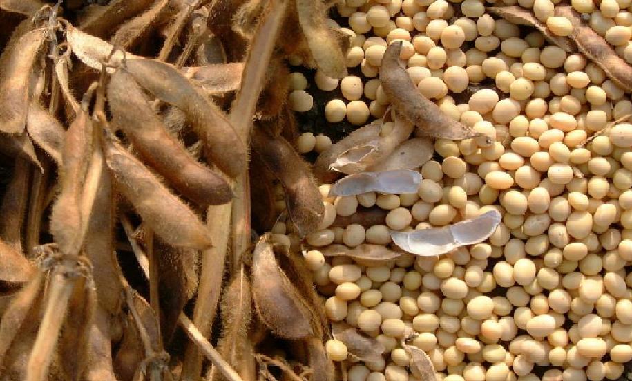soybeans  Made in Korea